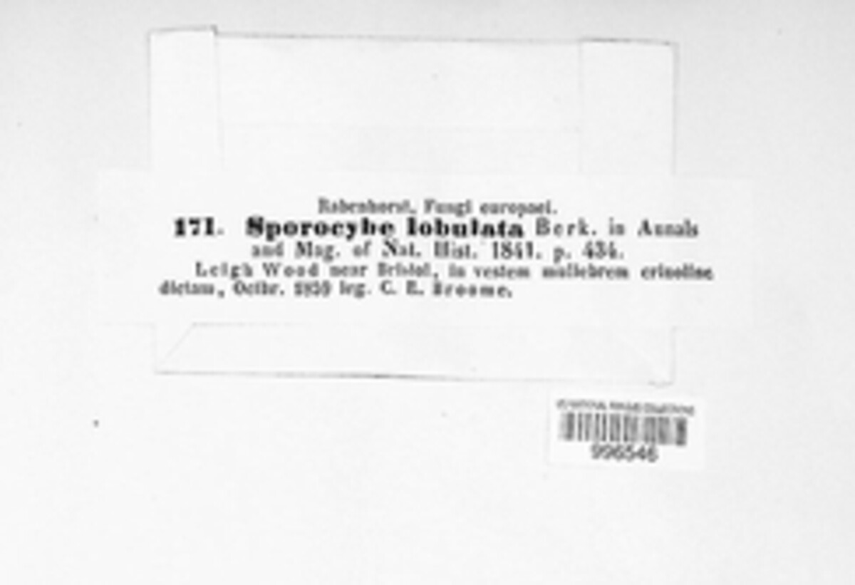 Stachybotrys chartarum image